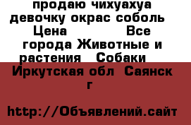 продаю чихуахуа девочку,окрас соболь › Цена ­ 25 000 - Все города Животные и растения » Собаки   . Иркутская обл.,Саянск г.